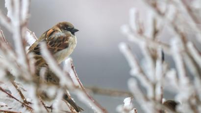 Bild: Thomas Warnack/dpa
Trotz eines Rückgangs führt der Haussperling die Rangliste weiter an.