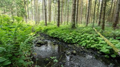 Bild: Silas Stein/dpa
Nicht immer ist mit bloßem Auge erkennbar, in welchem Zustand ein Bach sich befindet. Ein großes Problem sind nach wie vor Pestizide aus der Landwirtschaft. (Illustration)