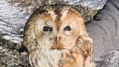 Bild: Polizeiinspektion Waldsassen
Polizisten haben einen verletzten Waldkauz auf der Staatsstraße 2175 bei Konnersreuth gerettet. Das Tier befindet sich derzeit in Obhut und wird versorgt.