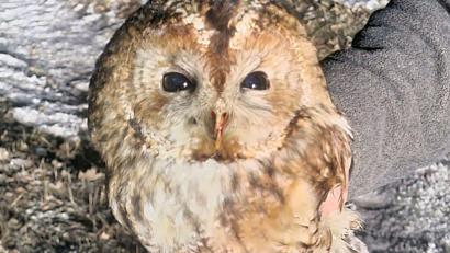 Bild: -/Polizeiinspektion Waldsassen/dpa
Polizisten holten das Tier bei winterlichen Temperaturen von einer Staatsstraße.