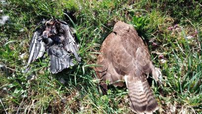 Bild: -/Landratsamt Pfaffenhofen an der Ilm/dpa
Zwei tote Vögel im oberbayerischen Landkreis Pfaffenhofen - auch sie könnten vergiftet worden sein. (Archivbild)