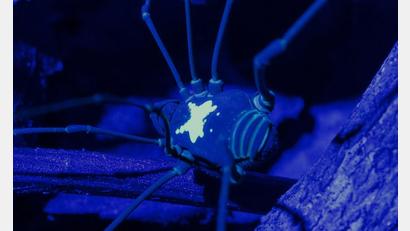 Bild: Konrad Wothe/SNSB/dpa
Unter UV-Licht kommt das Rückenmuster des Weberknechts besonders zur Geltung.