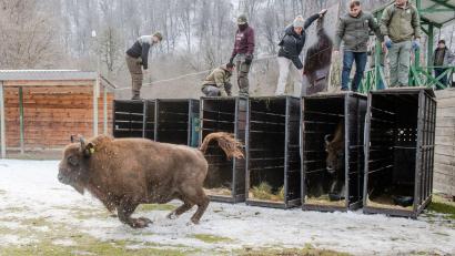 Bild: Emil Khalilov/Zoo Berlin/dpa
Schnell raus aus der Kiste - das Leben in Freiheit ist für die Tiere neu (Handoutbilder).