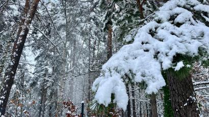 Archivbild: Gabi Schönberger
Der Schnee liegt schwer auf den Ästen und drückt sie hinunter. Das kann zu gefährlichen Situationen führen. Deshalb sperrt die Stadt Amberg den Waldfriedhof bis einschließlich Montag, 2. Februar.