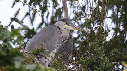 Bild: gz
Eines von drei Graureiher-Pärchen auf Bäumen am ehemaligen Festplatz..