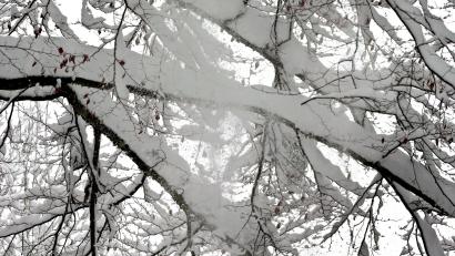 Bild: Karl-Josef Hildenbrand/dpa
Die schwere Schneelast auf vielen Bäumen ist gefährlich. (Symbolbild)