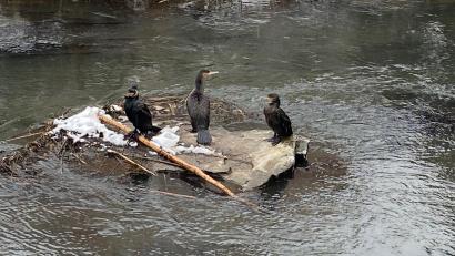 Bild: Andreas Ascherl
Drei Kormorane sitzen mitten in Amberg auf einem Stein in der Vils. In der Stadt sind sie sehr selten einmal zu sehen, im Landkreis werden sie mittlerweile zum Problem.