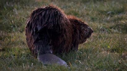 Bild: Karl-Josef Hildenbrand/dpa
Der Unbekannte schlug vergangene Woche zu. (Symbolbild)