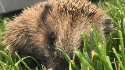 Symbolbild: Martina Gehret
Viele Igel werden von Mährobotern nicht als Hindernis erkannt und verletzt oder getötet.