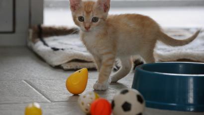 Symbolbild: Soeren Stache/dpa
Drei Katzenbabys wurden offenbar aus einem fahrenden Auto geworfen. Eines verendete, zwei wurden schwer verletzt.