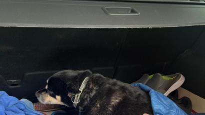 Bild: wüw
Nass, durchfroren, aber am Leben: Der Hund nach der Rettung aus der eiskalten Naab.