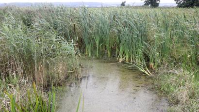 Bild: Bernd Wüstneck/dpa-Zentralbild/dpa
Bayerns Moore sollen wieder nässer werden. Auch sogenannte Paludikulturen, das heißt Pflanzen wie Schilf, lassen sich wirtschaftlich nutzen.