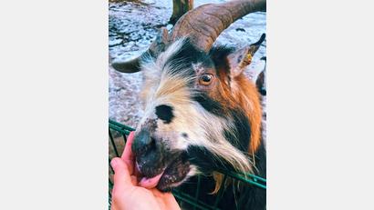 Bild: Evi Wagner
Die Ziegen lassen sich gerne von dir füttern.