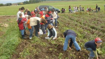 Archivbild: buc
Beim Kinderferienprogramm in Eslarn geht's auch auf einen Kartoffelacker.