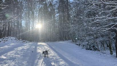 Symbolbild: Katharine Hay/dpa
Es könnte zum Wochenstart wieder Schneefall in der Oberpfalz geben.