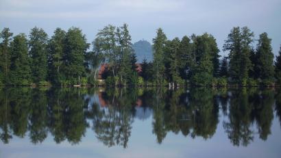Bild: Bernhard Piegsa
Wie soll es mit dem schönen Baumbestand auf dem westlichen Heindlweiherdamm weitergehen? Trotz gewisser Bedenken der Fachleute sehen die Gemeindeverantwortlichen eine Chance, zumindest einen Teil der Bäume zu retten.
