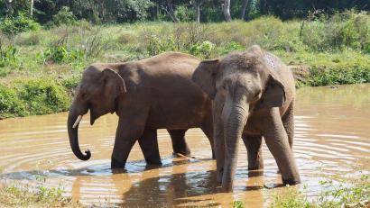 Bild: Carola Frentzen/dpa
Asiatische Elefanten verlieren immer mehr ihres ursprünglichen Lebensraums. (Archivbild)