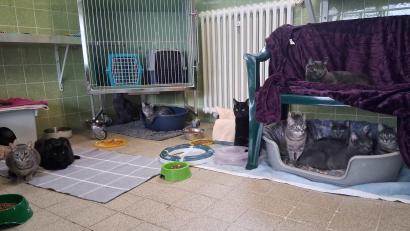 Bild: Tierschutzverein München/dpa
Einige der geretteten Katzen sitzen in einem Tierheim in München.