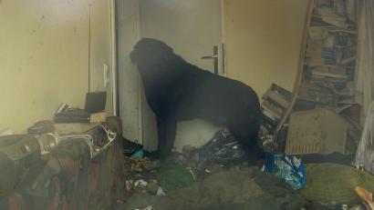 Bild: © PETA Deutschland e.V.  
Ein Hund musste zwischen Müll in einem Messi-Haushalt leben. Das Tier befindet sich mittlerweile im Weidener Tierheim.