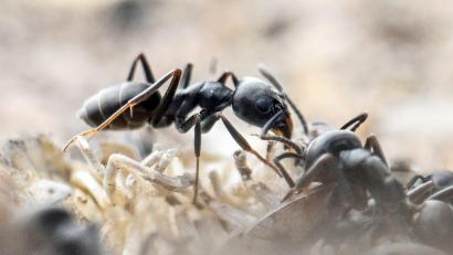 Symbolbild: Uli Deck/dpa
Die Tapinoma magnum breitet sich in Süddeutschland aus. Die Ameise ist komplett schwarz gefärbt und verdrängt heimische Ameisenarten.