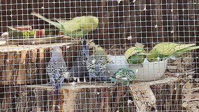 Bild: Kerstin Hubl
Hier waren die Vögel noch in der Gartenvoliere von Familie Hubl in Windischeschenbach. Nun suchen die Besitzer nach den entflogenen Wellensittichen. Nachbarn unterstützen sie dabei.