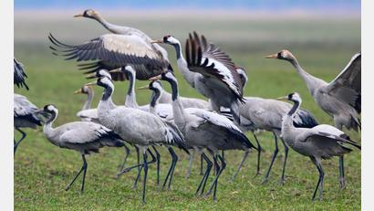 Bild: Patrick Pleul/dpa
Kraniche stehen Anfang Februar auf einem Feld in Brandenburg