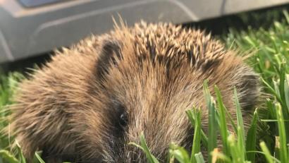 Symbolbild: Martina Gehret
Viele Igel werden von Mährobotern nicht als Hindernis erkannt und verletzt oder getötet.