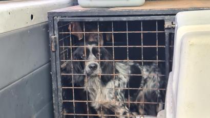 Bild: Polizeiinspektion Furth im Wald
Sieben Hunde waren unter schlechten Bedingungen und ohne gültige Papiere unterwegs. Ihre Impfpässe waren gefälscht.