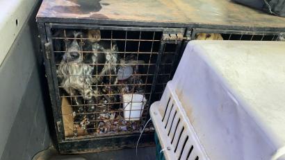 Bild: --/Polizeiinspektion Furth im Wald/dpa
In den Käfigen der Hunde war es stark verschmutzt. (Handout)