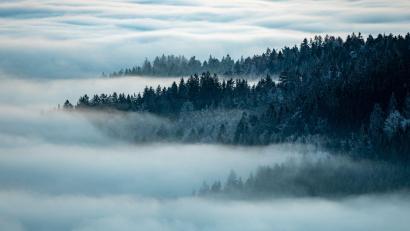 Bild: Armin Weigel/dpa
Stille Schönheit im Bayerischen Wald. Niederbayern und die Oberpfalz verzeichneten in der Tourismusbilanz 2025 den größten Gästezuwachs. (Archiv)