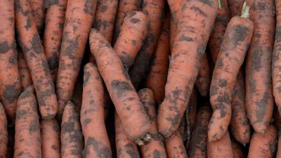 Bild: Swen Pförtner/dpa
Bei der Förderung des Bio-Anbaus ist nach Ansicht des Verbandes BÖLW noch viel Luft nach oben. (Archivbild)