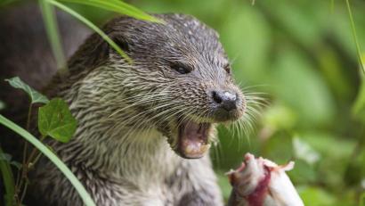 Symbolbild: Christophe Gateau/dpa
Der Landkreis Tirschenreuth ruft Teichwirte, ehrenamtliche Naturschutzmitarbeiter sowie weitere fachkundige Personen zur Beteiligung am aktuell laufenden Fischotter-Monitoring auf.