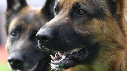 Symbolbild: Peter Steffen /dpa
Ein Schäferhund hat in Gebenbach einen Lieferanten gebissen. Die Polizei ermittelt wegen fahrlässiger Körperverletzung.
