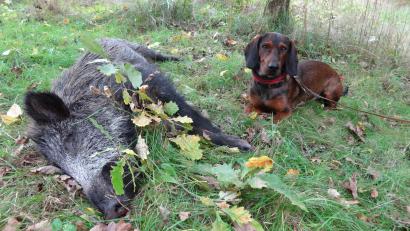 Bild: Florian Forster Bayerischer Jagverband/exb
Diese Alpenländische Dachsbracke weiß genau, wie sie sich bei einem Schwarzwildfund verhalten muss.