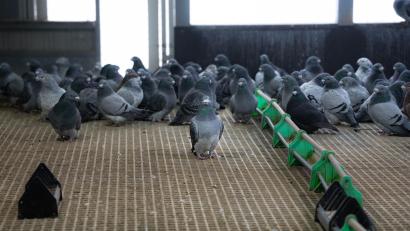 Bild: Noah Wegmüller-Kocher
Bernhard Müller nimmt mit seinen Vögeln an Taubenschauen teil. Dreimal wurde der 71-Jährige zum Bayerischen Meister gekürt, viermal zum Deutschen Meister.