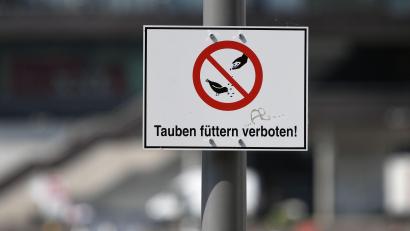 Symbolbild: Soeren Stache/dpa
Wird es in Weiden bald ein Taubenfütterungsverbot geben? Wenn es nach der SPD-Stadtratsfraktion geht, lautet die Antwort: ja.