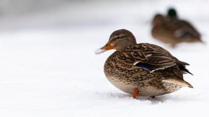 Symbolbild: Petra Hartl
Am Windsee in Schwandorf wurden mehrere tote Enten gefunden. Die Polizei hat die Tiere geborgen und wird sie zur weiteren Untersuchung dem Veterinäramt übergeben.