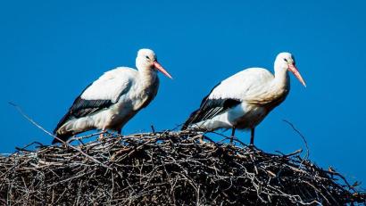Archivbild: Hösamer
Die ersten Störche kehren derzeit auf ihre Horste in den Landkreis Schwandorf zurück.