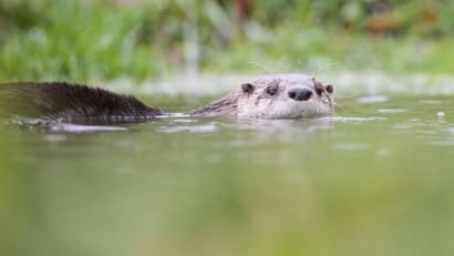 Symbolbild: Lino Mirgeler/dpa
So süß Fischotter auch sein mögen –Teichwirten machen sie oft das Leben schwer.