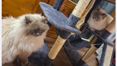 Bild: -/Polizeiinspektion Füssen/dpa
Die Birma-Kater Hubert  und Staller (r) sind inzwischen wieder im Allgäu vereint.