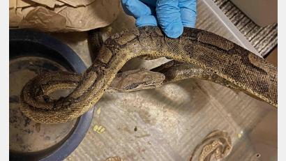 Bild: --/Stadt Stuttgart/dpa
Die Schlangen waren ausgetrocknet und mit Parasiten infiziert