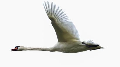 Bild: Thomas Warnack/dpa
Die Polizei konnte den Schwan unverletzt in die Freiheit entlassen. (Symbolbild)