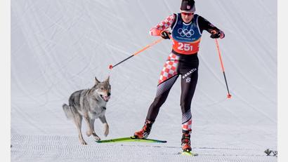 Bild: Terje Pedersen/NTB/dpa
Das Ziel klar vor Augen: Der Tschechoslowakische Wolfshund Nazgul hatte großen Spaß an seinem Auftritt im Langlaufstadion.