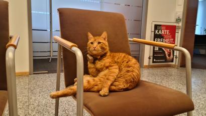 Bild: sne
Nach seinen langen Streifzügen entspannt Fima im Wartebereich der Sparkasse. Der GPS-Sender am Halsband dokumentiert seine Routen.