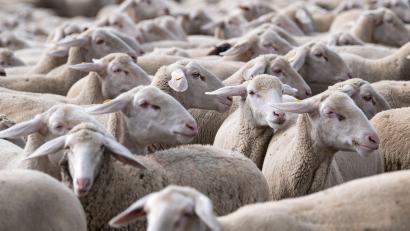 Bild: Sven Hoppe/dpa
Die Zahl der Schafe ist leicht rückläufig. (Archivbild)