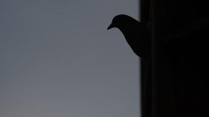 Bild: Sebastian Gollnow/dpa
Rund 50 Tauben sollen bei dem Brand ums Leben gekommen sein. (Symbolbild)