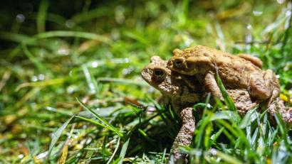 Symbolbild: Pia Bayer/dpa
Im Stadtgebiet Amberg sind unter anderem die Erdkröte, der Grasfrosch, der Teichmolch und der Bergmolch heimisch. Die Amphibien beginnen in diesen Tagen ihre jährliche Wanderung zu den Laichgewässern – der Verkehr ist eine große Gefahr für die Tiere.