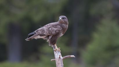 Symbolbild: Wolfgang Lorenz
Am Klausensee bei Schwandorf hat die Polizei einen toten Mäusebussard eingesammelt. Die Todesursache versucht nun das Veterinäramt zu ermitteln.