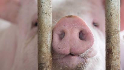 Bild: Marijan Murat/dpa
In Bayern gibt es etwas mehr Schweine - obwohl die Zahl der Betriebe, die Schweine halten, gesunken ist. (Symbolbild)