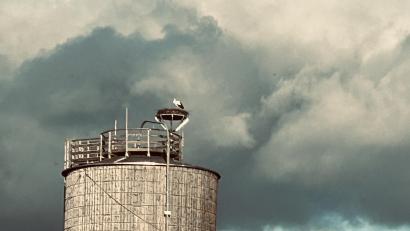 Bild: dob
Am Dienstag ist der Storch in den Vohenstraußer Horst auf dem Salzsilo am städtischen Bauhof zurückgekehrt.